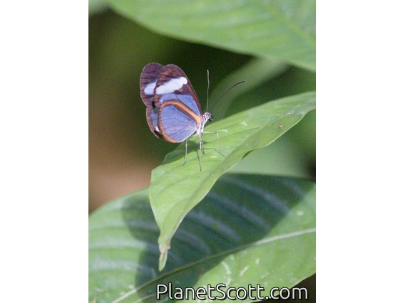 Brush-footed Butterfly (Ithomiinae sp)