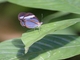 Brush-footed Butterfly (Nymphalidae sp)