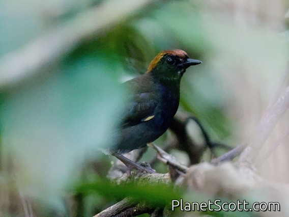 Rufous-capped Antthrush (Formicarius colma)
