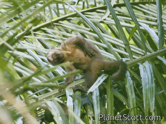 Brown Capuchin (Cebus apella)