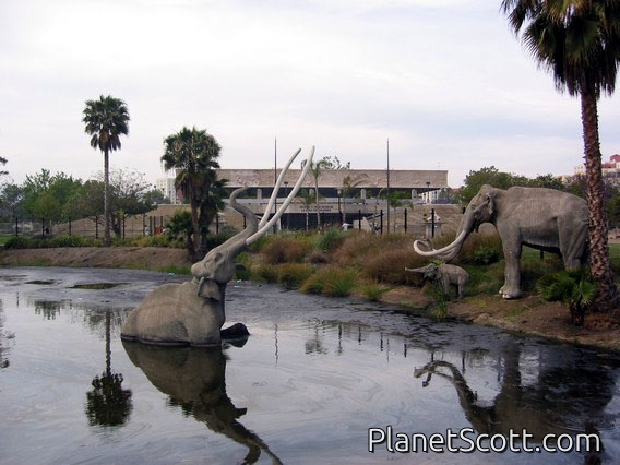 La Brea Tar Pits, Los Angeles