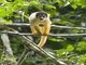 Bolivian Squirrel Monkey (Saimiri boliviensis)