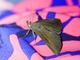 Erebid Moth (Erebidae sp)