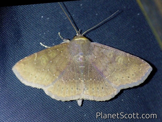 Erebid Moth (Erebidae sp)