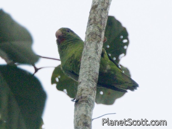 Cobalt-winged Parakeet (Brotogeris cyanoptera)