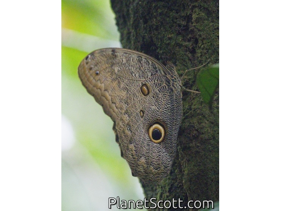 Owl Butterfly (Caligo sp)