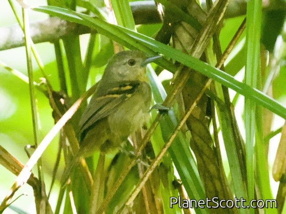 Chestnut-tailed Antbird (Sciaphylax hemimelaena)