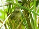Chestnut-tailed Antbird (Sciaphylax hemimelaena)