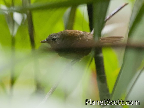 Chestnut-tailed Antbird (Sciaphylax hemimelaena)