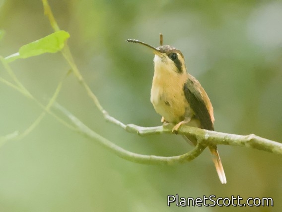Reddish Hermit (Phaethornis ruber)