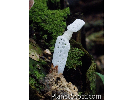 Strangled Stinkhorn (Staheliomyces cinctus)