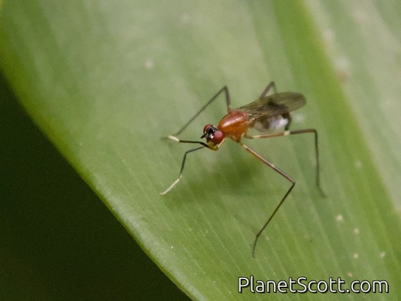 Stilt-legged Fly (Grallipeza sp)