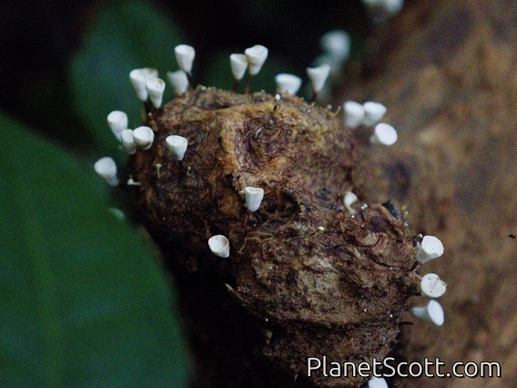 Elf Cup (Cookeina speciosa)