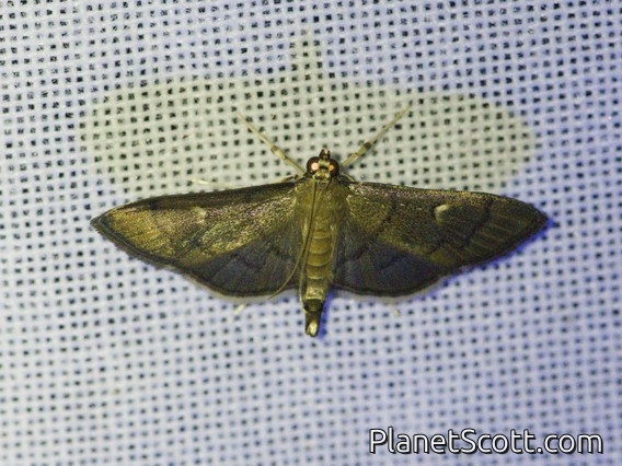 Pearl Moth (Crambidae sp)