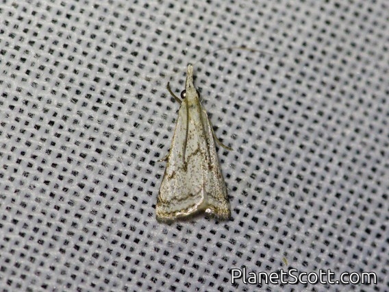 Crambid Snout Moth (Crambidae sp)