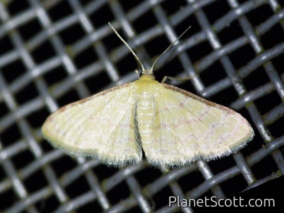 Geometer Moth (Geometridae sp)