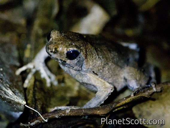 Freiberg's Foam-Frog (Engystomops freibergi)
