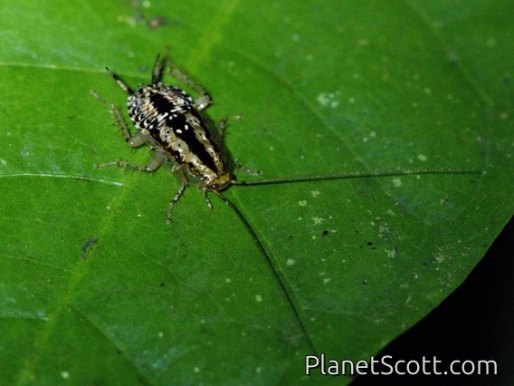 Cockroach (Blattellidae sp)