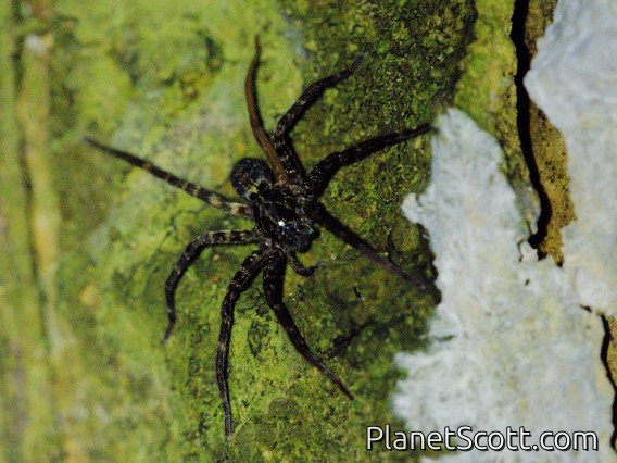 Wolf Spider (Lycosidae sp)