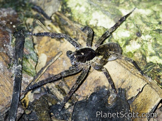 Wolf Spider (Lycosidae sp)