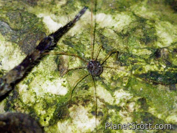 Long-legged Velvet Mite (Erythraeidae sp)