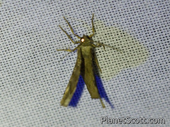 Tufted Moth (Nolidae sp)
