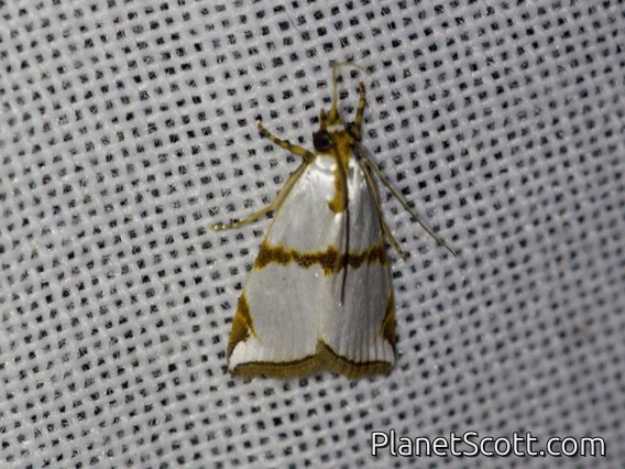 Crambid Snout Moth (Argyria sp)