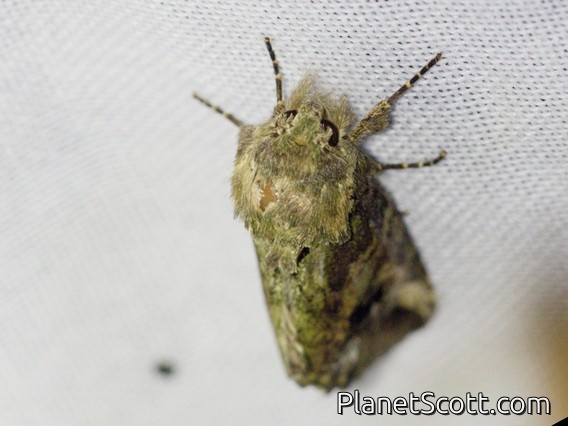 Cutworm Moth (Noctuidae sp)
