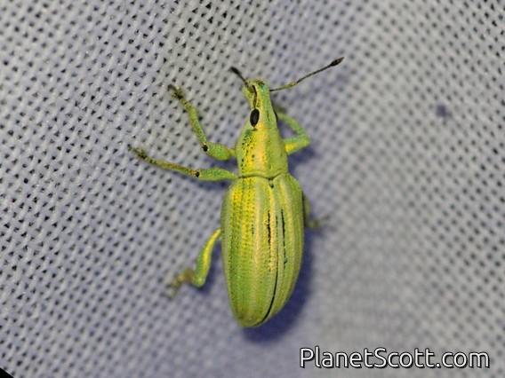 Broad-nosed Weevil (Phaops sp)