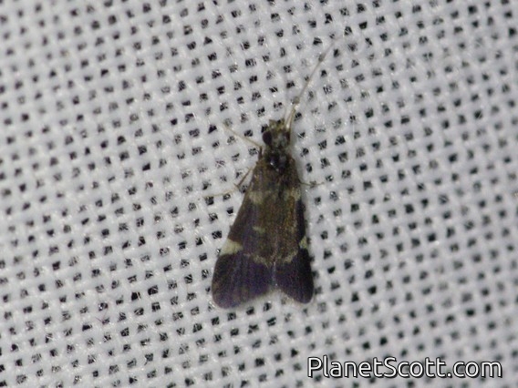 Caddisfly (Trichoptera sp)
