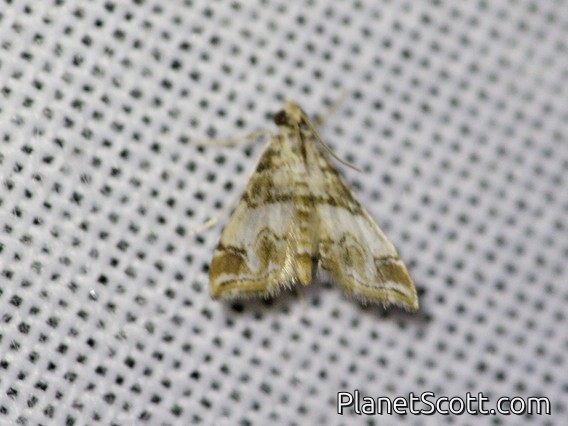 Crambid Snout Moth (Crambidae sp)