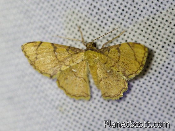 Wave Moth (Hemipterodes sp)