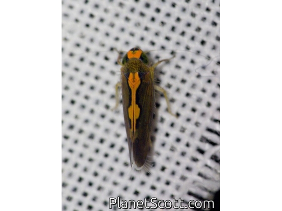 Leafhopper (Cicadellidae sp)