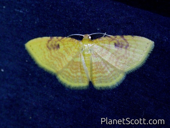 Carpet Moth (Eois sp)