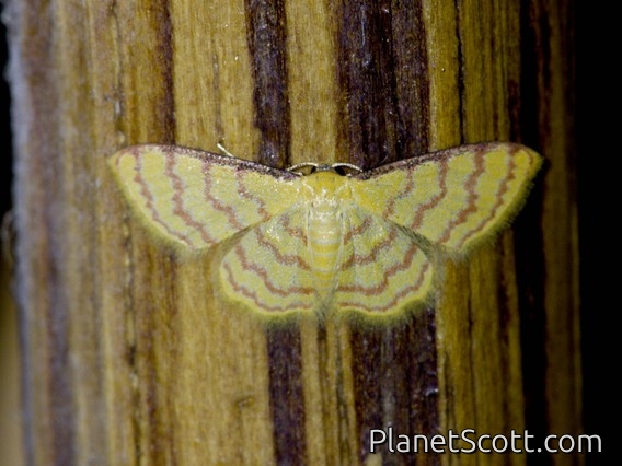 Wave Moth (Tricentra sp)