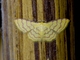 Wave Moth (Tricentra sp)