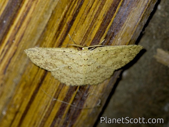 Geometer Moth (Geometridae sp)