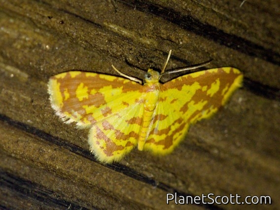 Carpet Moth (Eois russearia)