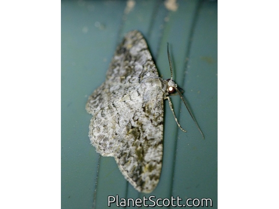 Geometer Moth (Geometridae sp)