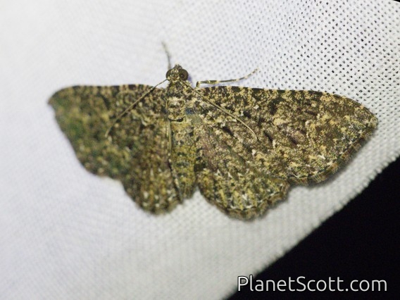 Geometer Moth (Geometridae sp)