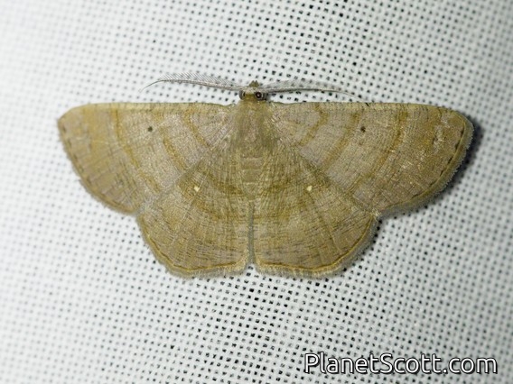 Geometer Moth (Parilexia proditata)
