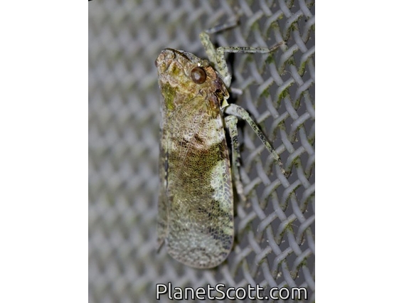 Lantern Fly (Calyptoproctus sp)