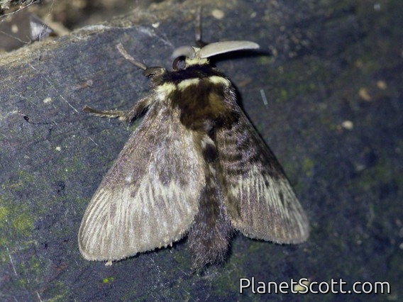 Flannel Moth (Megalopyge sp)