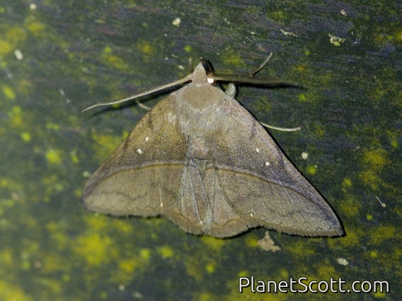 Fruit-Piercing Moth (Metaprosphera sublimpida)