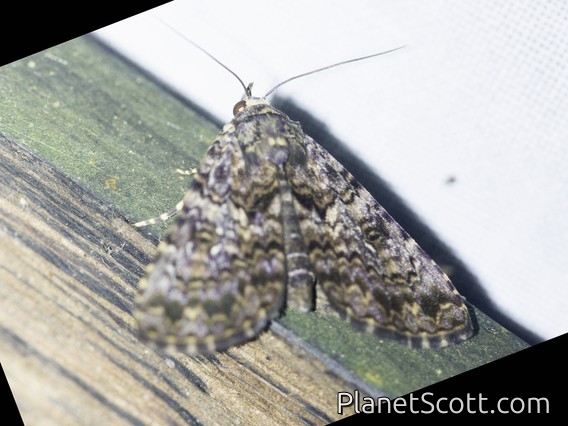 Erebid Moth (Coenipeta sp)