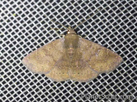Erebid Moth (Antiblemma sp)