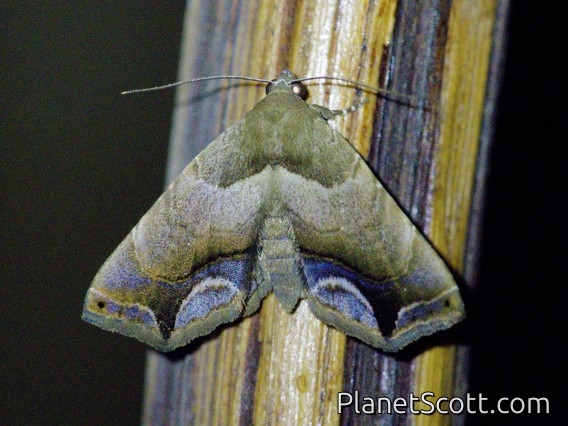 Erebid Moth (Erebidae sp)