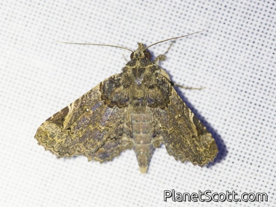 Erebid Moth (Goniohelia gallinago)