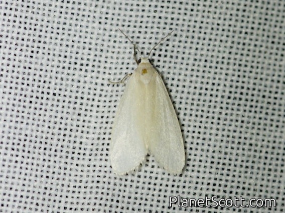 LIchen Moth (Cisthenina sp)