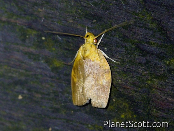 Tufted Moth (Nolidae sp)